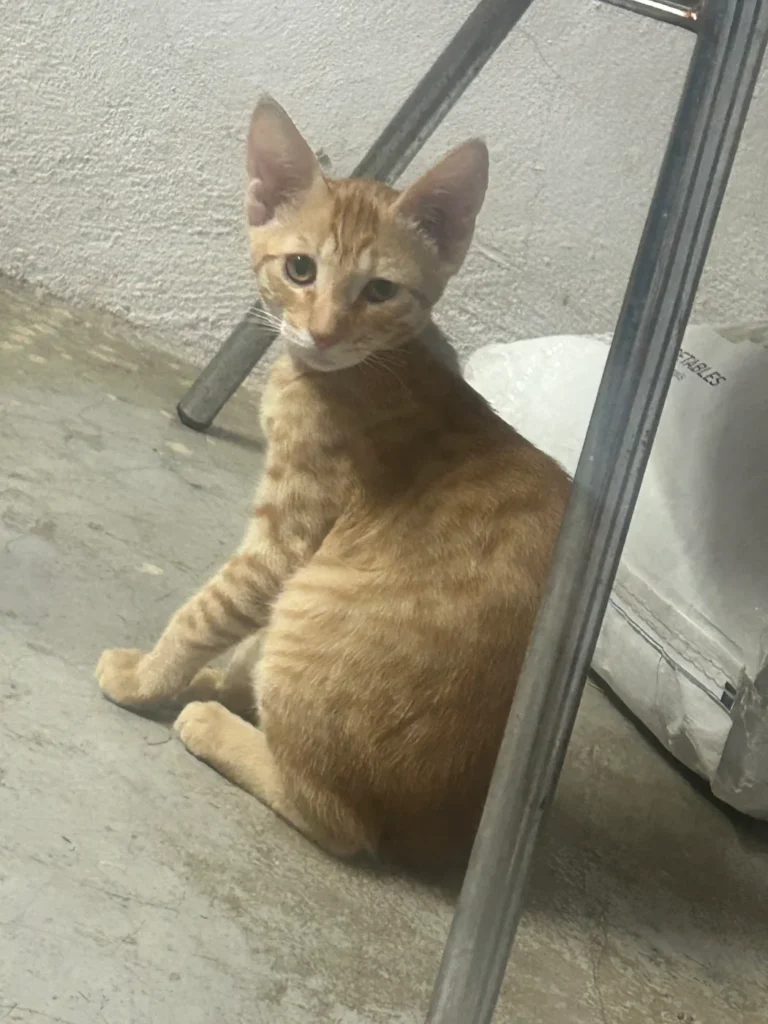 A ginger kitten sitting on a concrete floor next to a metal chair leg in Hyderabad