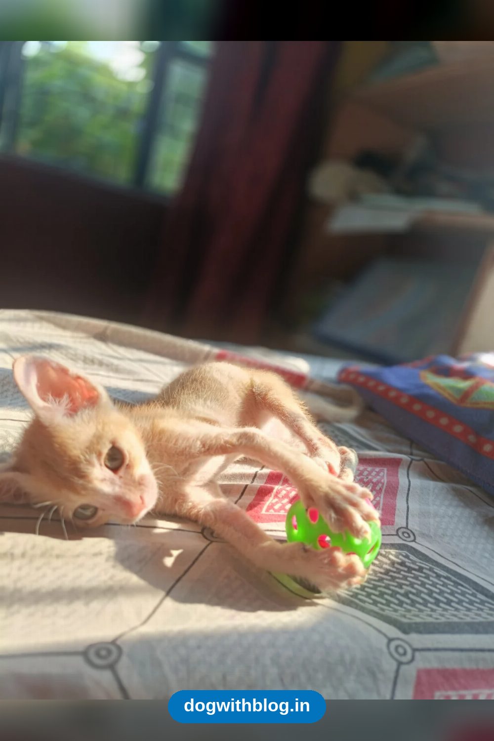 Playful Ginger Male Kitten, 7 Weeks Old, Needs a Home With More Time for Him in Kolkata