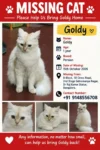 Lost Persian Cat, Goldy, 1 Year Old, Subramanya Nagar in Bengaluru