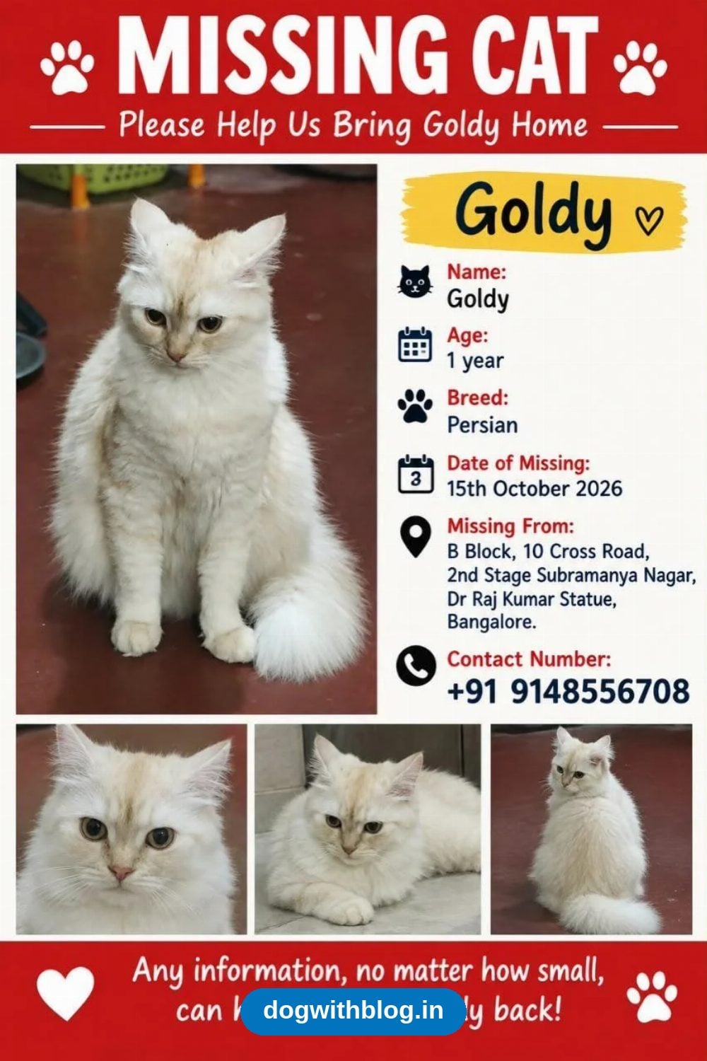 Lost Persian Cat — Goldy, 1 Year Old, Subramanya Nagar — Bengaluru