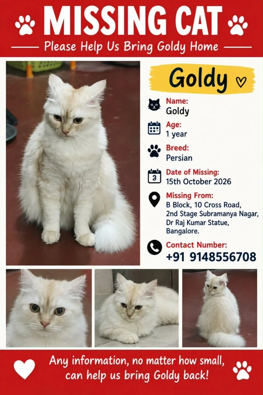 Missing cat poster for Goldy, a 1-year-old Persian, showing a fluffy cream and white long-haired cat from several angles with the last-seen address and a contact number