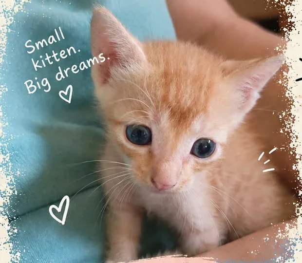 Ginger and white kitten with blue-grey eyes and large pink-edged ears, held against a teal cloth. Cinnamon, one of four six-week-old kittens in Goregaon East, Mumbai.