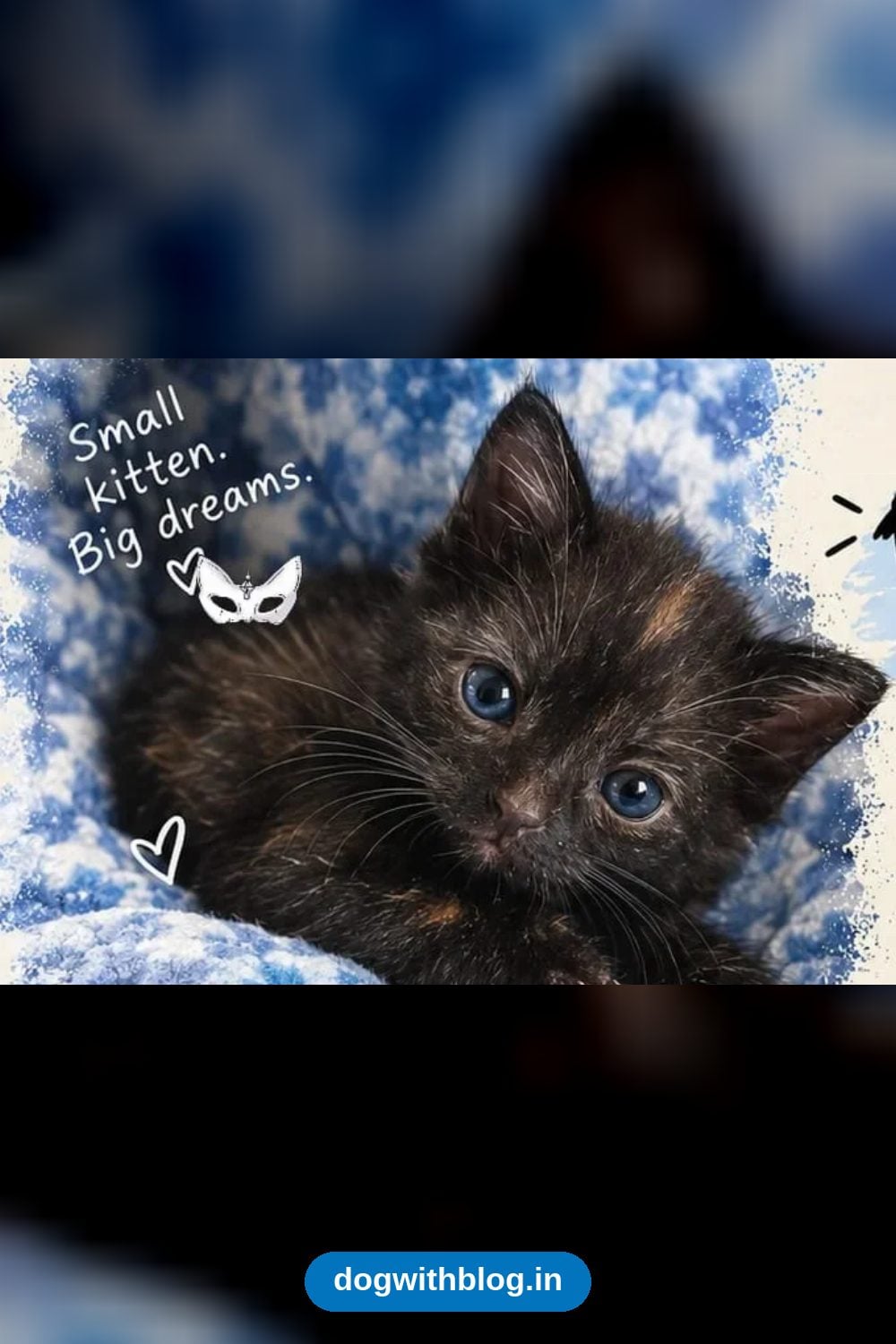 Panther, Cinnamon, Chess and Pepper, Four Six-Week-Old Kittens, Need Homes — Mumbai
