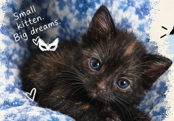 Dark tortoiseshell kitten with blue eyes and small orange patches lying on a blue and white knitted blanket. Panther, one of four six-week-old kittens in Goregaon East, Mumbai.