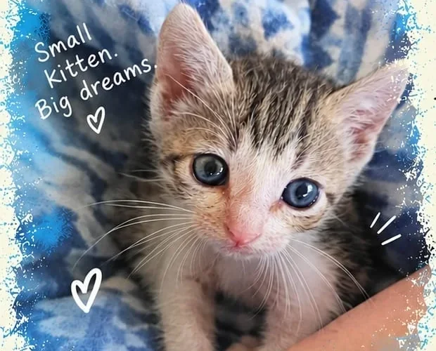 Grey tabby and white kitten with blue eyes and a pink nose looking up at the camera over a blue patterned blanket. Pepper, one of four six-week-old kittens in Goregaon East, Mumbai.
