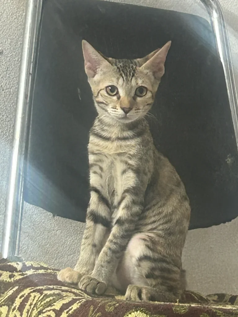 A grey tabby kitten with a striped face, sitting on a black chair seat in Hyderabad