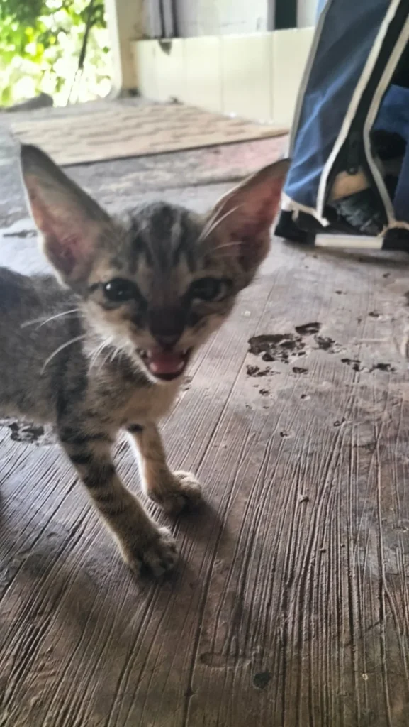 A small grey tabby kitten with large ears looks at the camera and mews on a wooden floor, a kitten for adoption in Mumbai