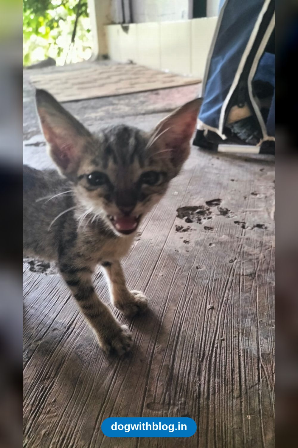 Rescued gutter kitten, 4 to 5 weeks old, needs a home near Churchgate — Mumbai