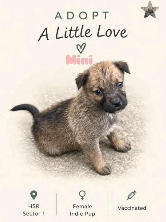 Indie Puppies, About Two Months Old, Need Homes in HSR Sector 1, adoptable dog in Bengaluru