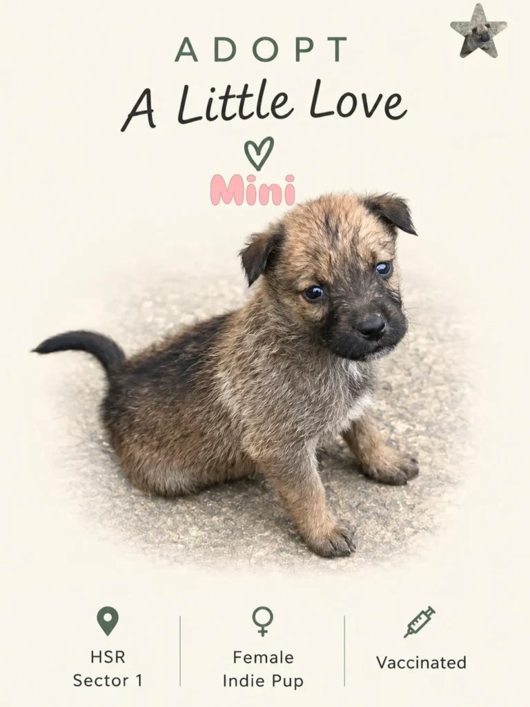 Adoption poster for Mini, a tan and black female Indie puppy sitting on a cream background, HSR Sector 1, vaccinated