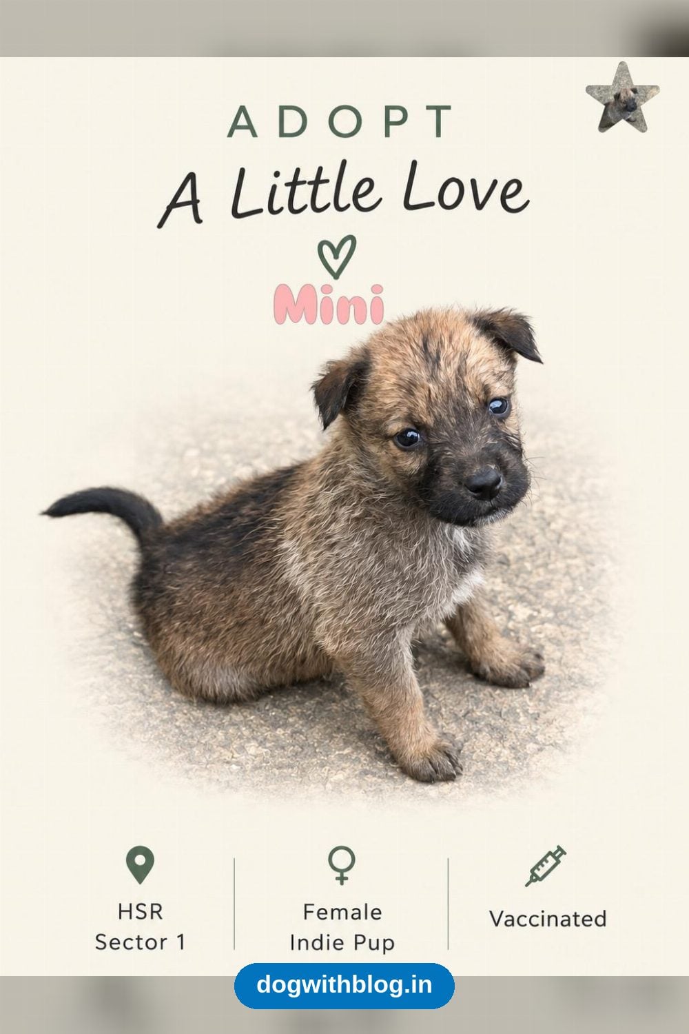 Indie Puppies, About Two Months Old, Need Homes in HSR Sector 1 — Bengaluru