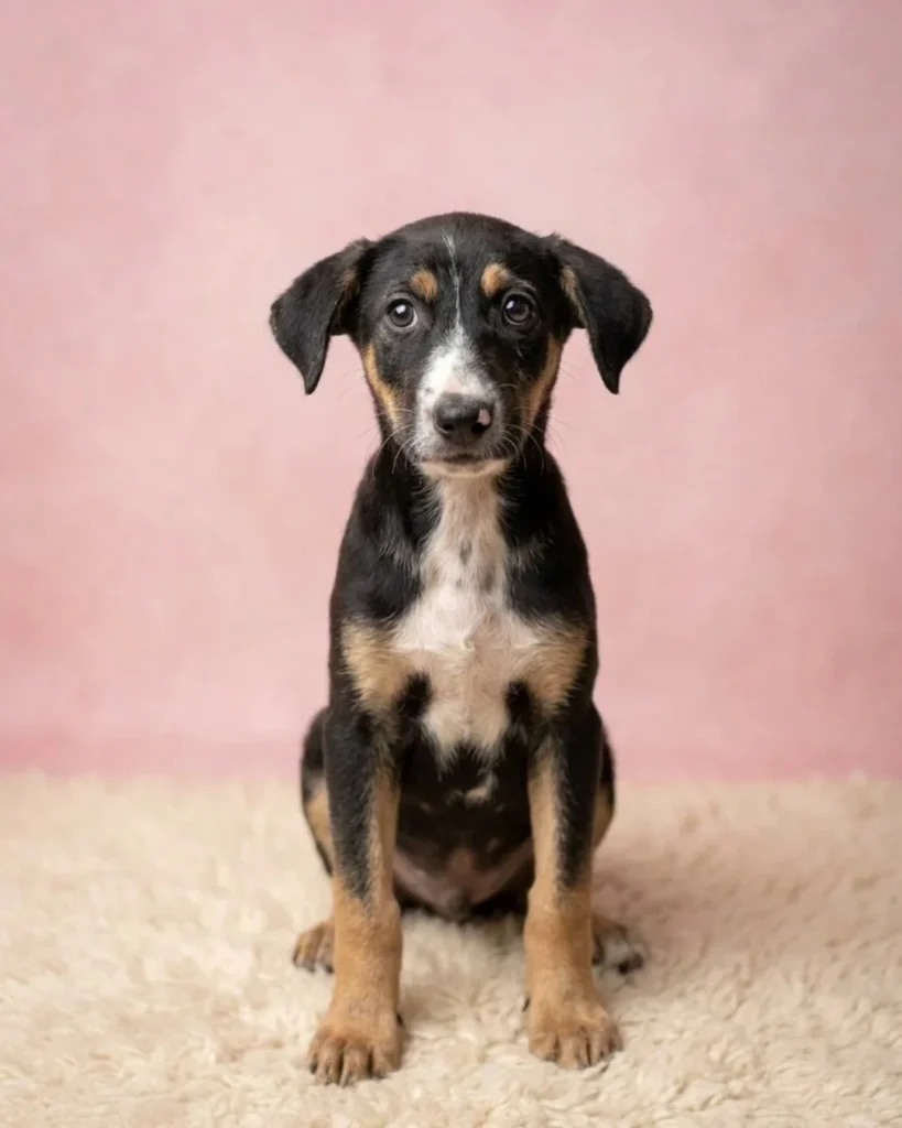 Hazel, a black and tan puppy with a white chest, sitting on a cream rug against a pink backdrop