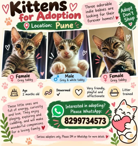 Three Grey Tabby Kittens, About Two Months Old, Need Homes in Hinjewadi, adoptable cat in Pune