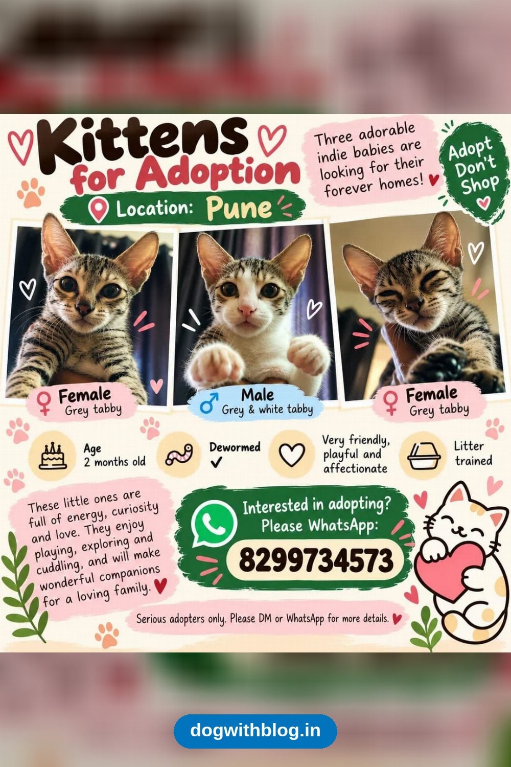 Three Grey Tabby Kittens, About Two Months Old, Need Homes in Hinjewadi — Pune