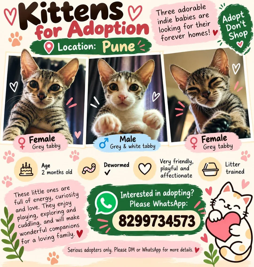 Adoption poster for three grey tabby kittens in Pune: two grey tabby females and one grey and white tabby male, with a WhatsApp number printed at the bottom.