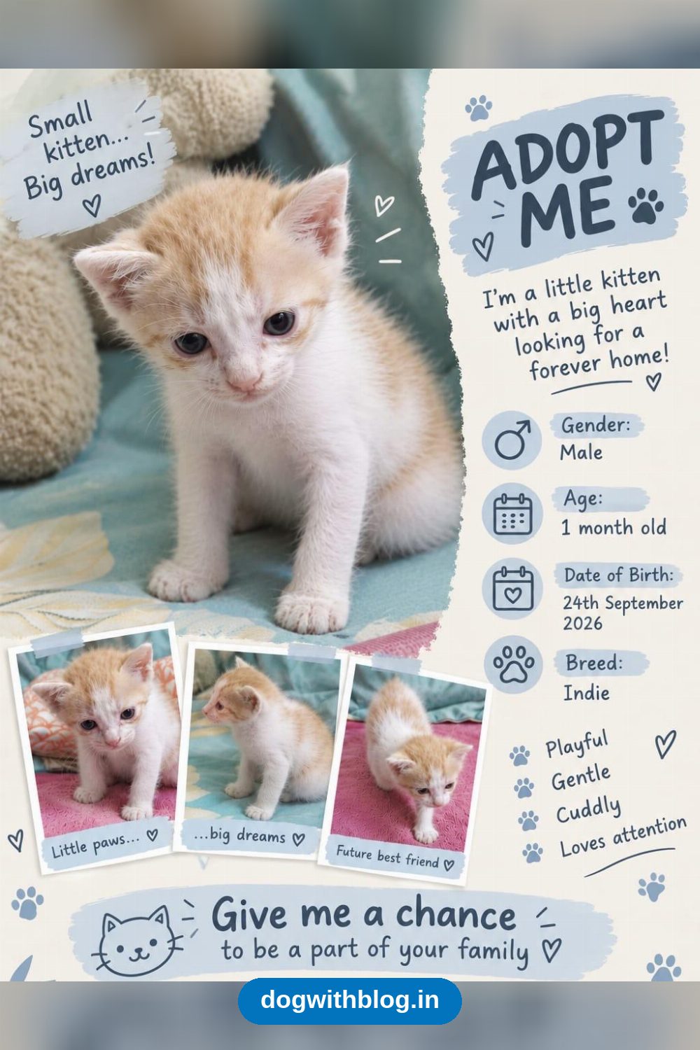Three Apartment Kittens, 1 Month Old and Starting Wet Food, Need Homes in Bengaluru