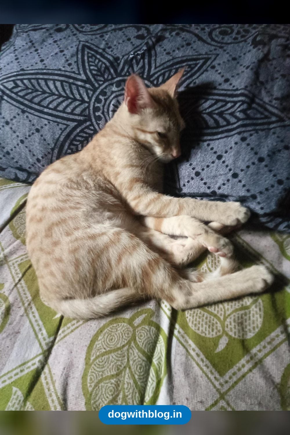 Nacho, a 3-Month-Old Male Kitten, Friendly With Dogs and Cats, Needs a Home — Mumbai