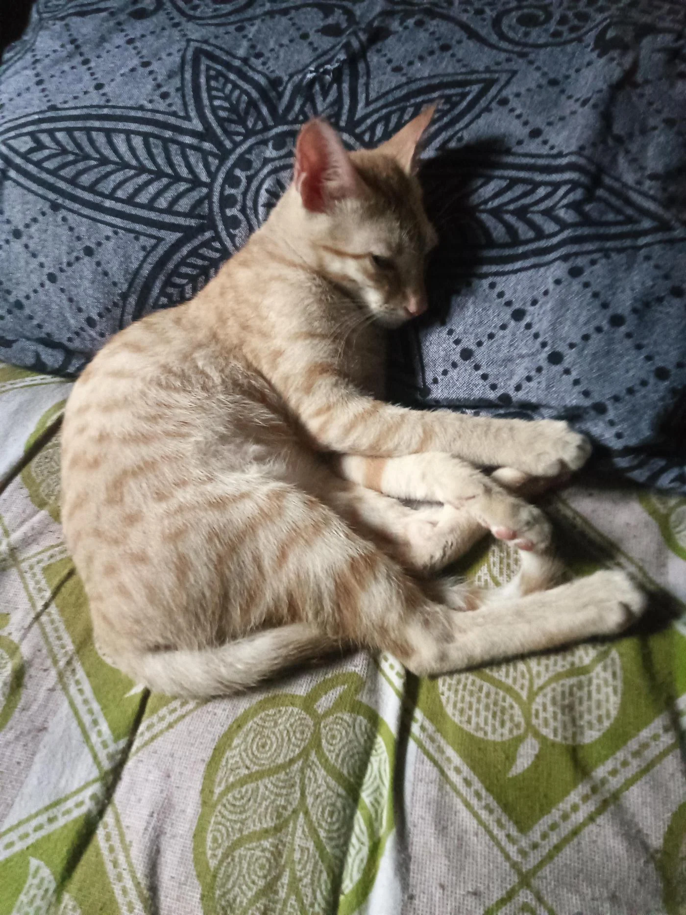Nacho, a 3-Month-Old Male Kitten, Friendly With Dogs and Cats, Needs a Home in Mumbai