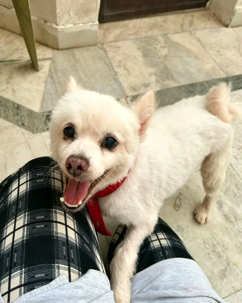 White Pomeranian in a red collar, mouth open, resting a paw on a person’s knee on a marble floor. Teddy, a 12-year-old dog up for adoption in Gurgaon.