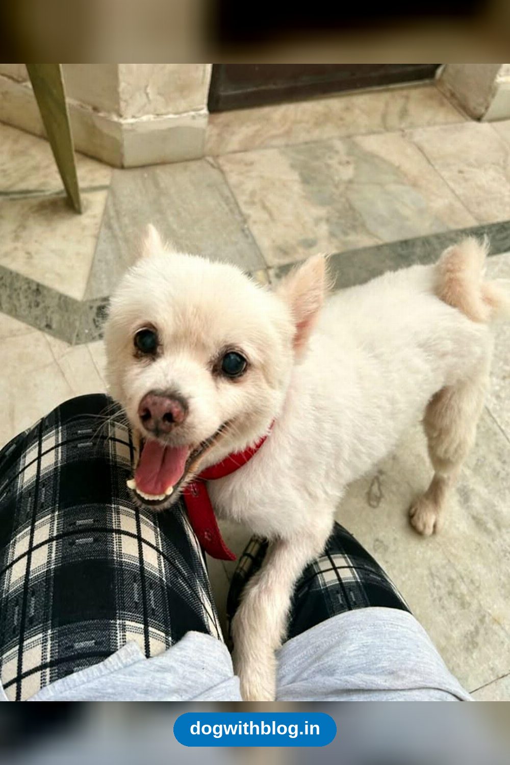 Teddy, a 12-Year-Old Pomeranian Abandoned in Gurgaon, Needs a Home in Delhi NCR