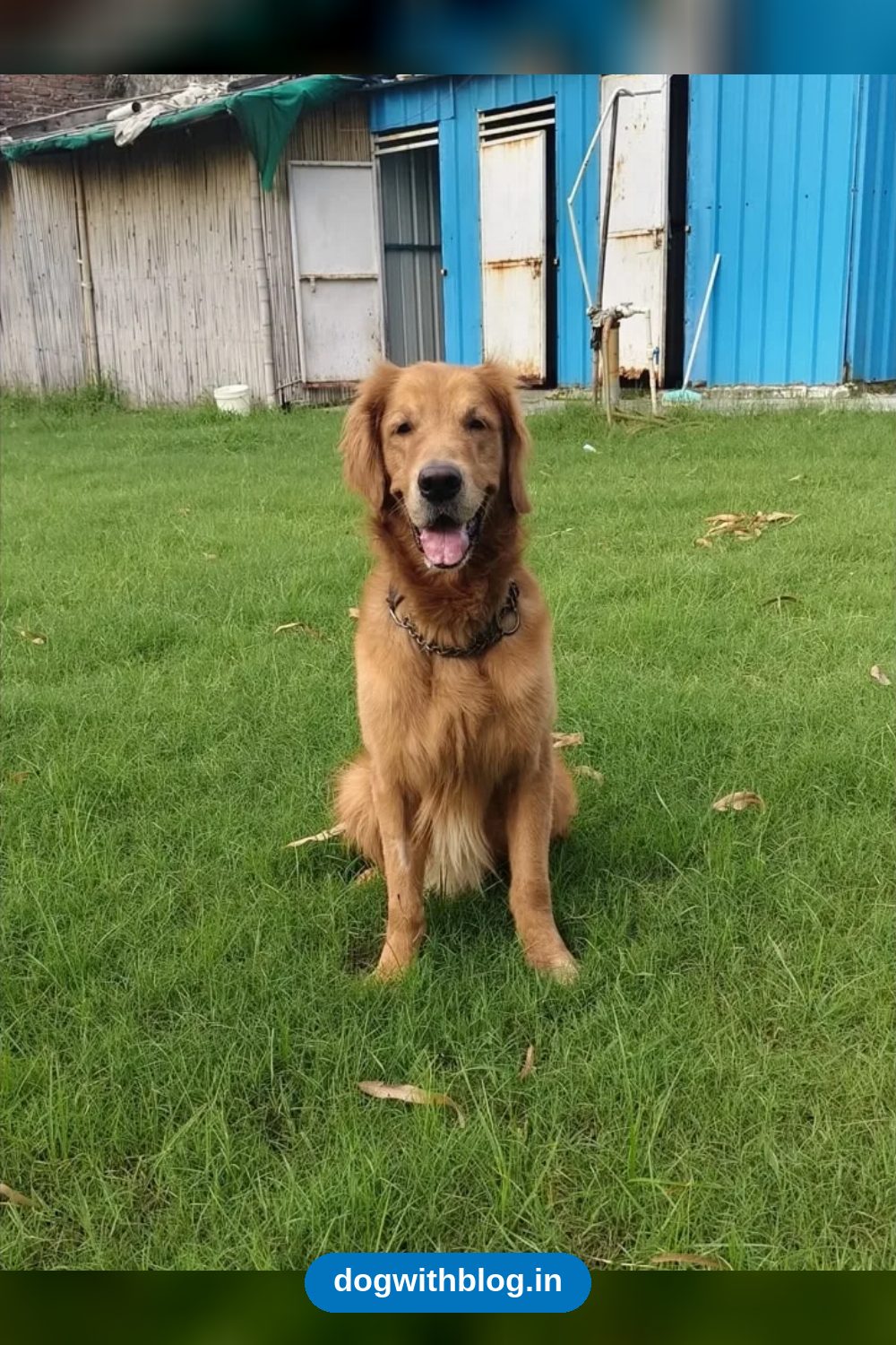 Hukum, a 5-Year-Old Neutered Golden Retriever From Noida, Needs a Home in Delhi NCR