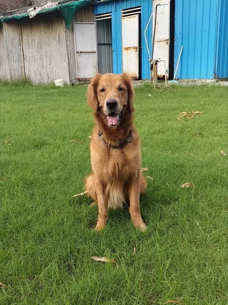 Hukum, a golden retriever, sitting on a green lawn
