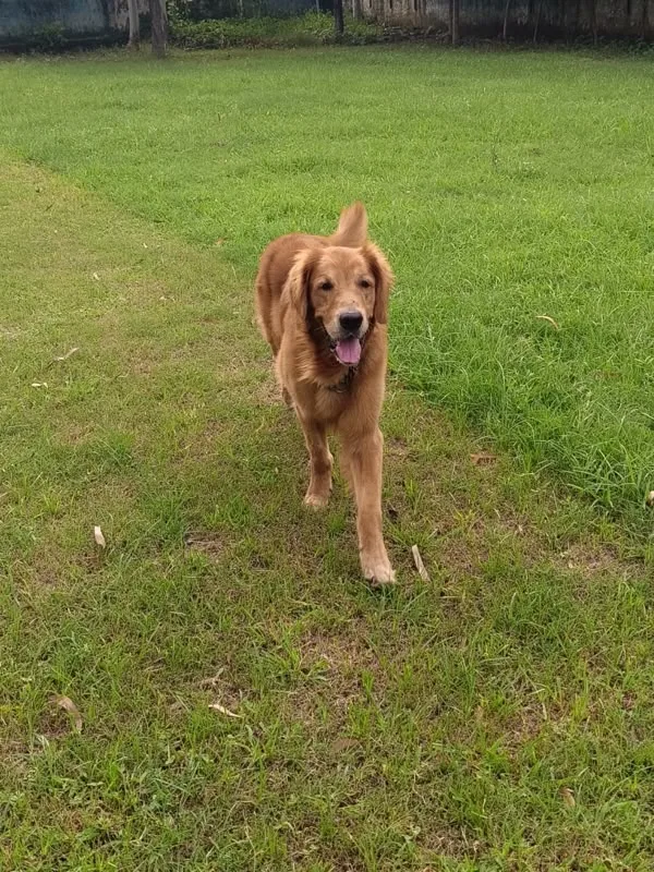 Hukum the golden retriever walking towards the camera across a lawn