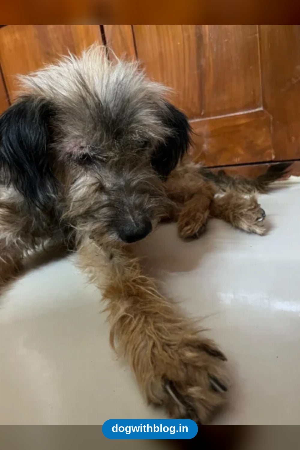 A Border Terrier Mix Found With a Rope Around Her Neck Needs a Foster Home — Hyderabad