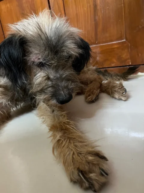 Scruffy grey, tan and black dog with black floppy ears lying on a white floor against a wooden door, one front paw stretched toward the camera. A female Border Terrier mix needing a foster home in Hyderabad