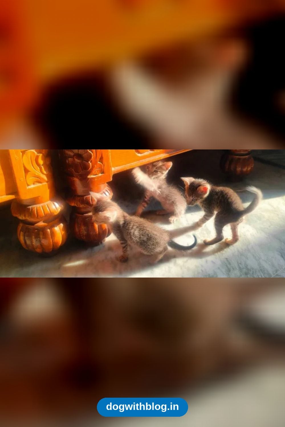 Three Orphaned Indie Kittens, About 6 Weeks Old, Need Homes — Hyderabad
