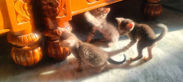 Three grey-brown tabby kittens playing in a patch of sunlight on a marble floor beside a carved wooden table leg. Three orphaned indie kittens near Hyderabad