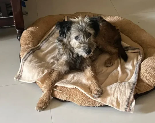 A Scruffy Terrier Mix Found With a Rope Around Her Neck Needs a Foster Home in Hyderabad