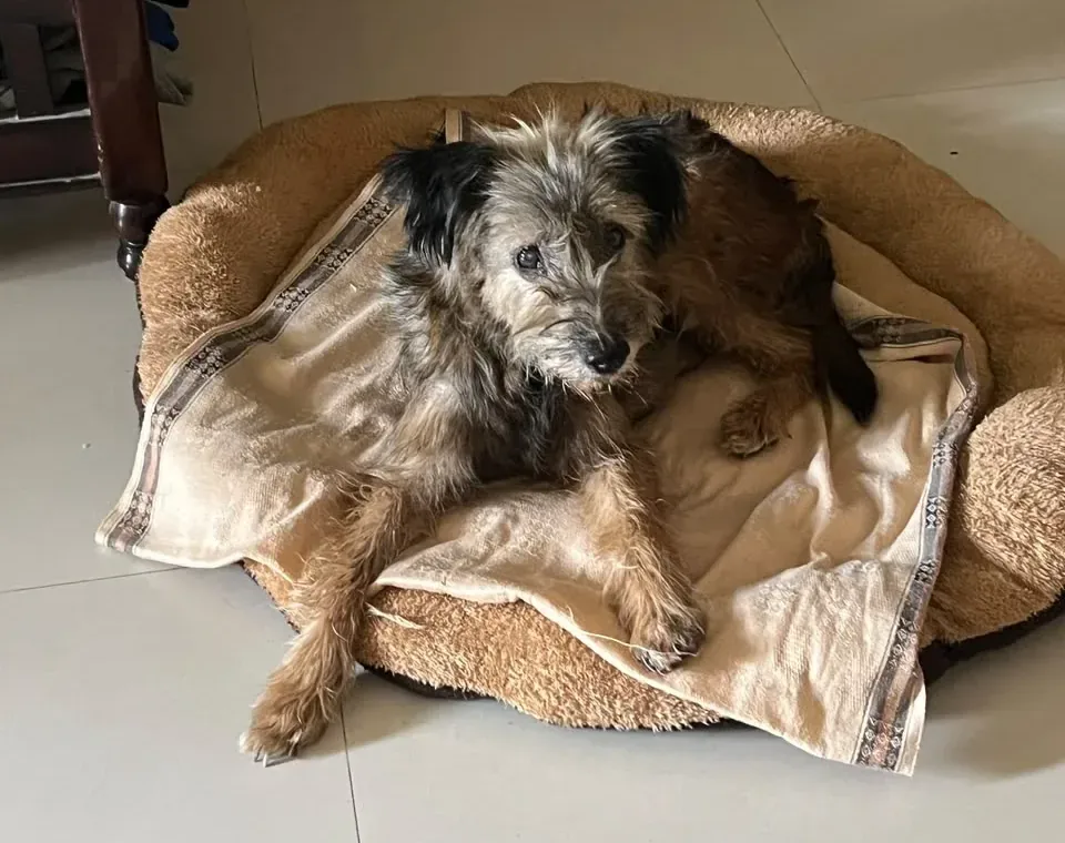 A Scruffy Terrier Mix Found With a Rope Around Her Neck Needs a Foster Home in Hyderabad
