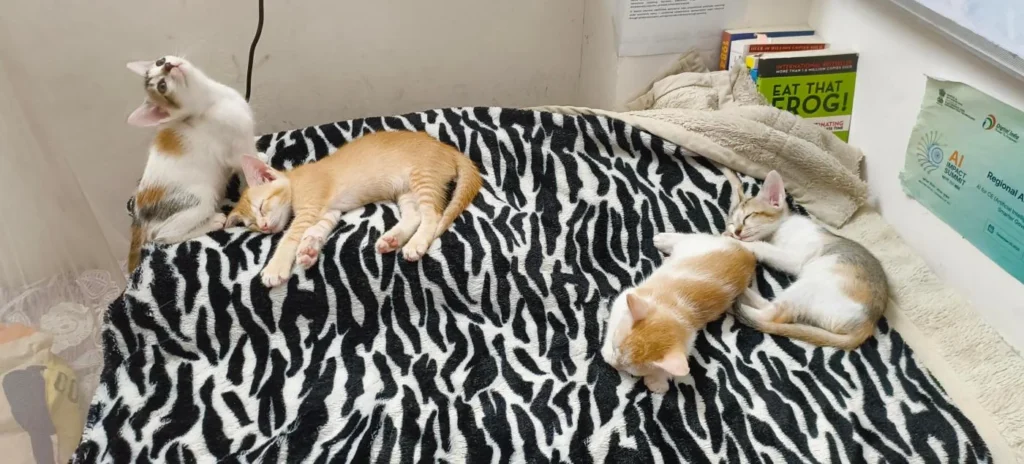 Four kittens on a zebra-print blanket: a white and calico one stretching, a ginger one asleep, an orange-and-white one curled up and a grey-and-white one resting its head.