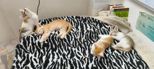Four Litter-Trained Kittens Raised by a Student Need Homes, Ideally in Pairs in Guwahati