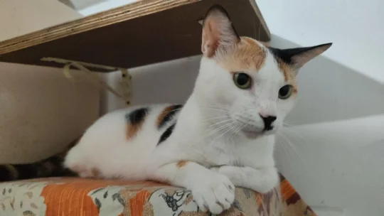 Smudge, a gentle spayed calico, wants a quiet single-cat home, adoptable cat in Mumbai