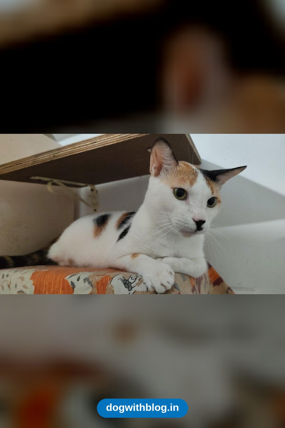 Smudge, a gentle spayed calico, wants a quiet single-cat home — Mumbai