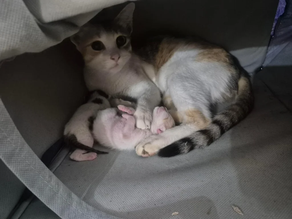 Calico cat curled up in a soft bed with two tiny newborn kittens tucked against her belly