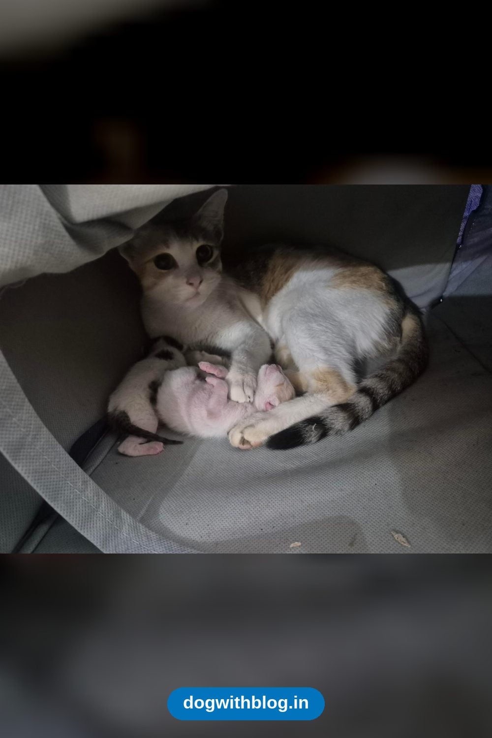 A Mother Cat and Her Two Newborn Kittens in Electronic City Need Homes — Bengaluru