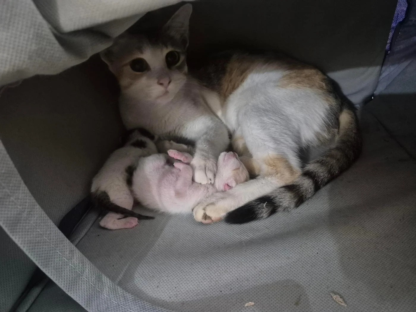 A Mother Cat and Her Two Newborn Kittens in Electronic City Need Homes in Bengaluru
