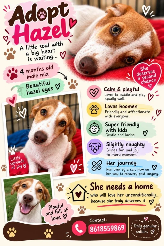 Adoption poster for Hazel, showing a white and tan indie-mix puppy with hazel eyes resting on a red blanket, with two smaller photos of her.