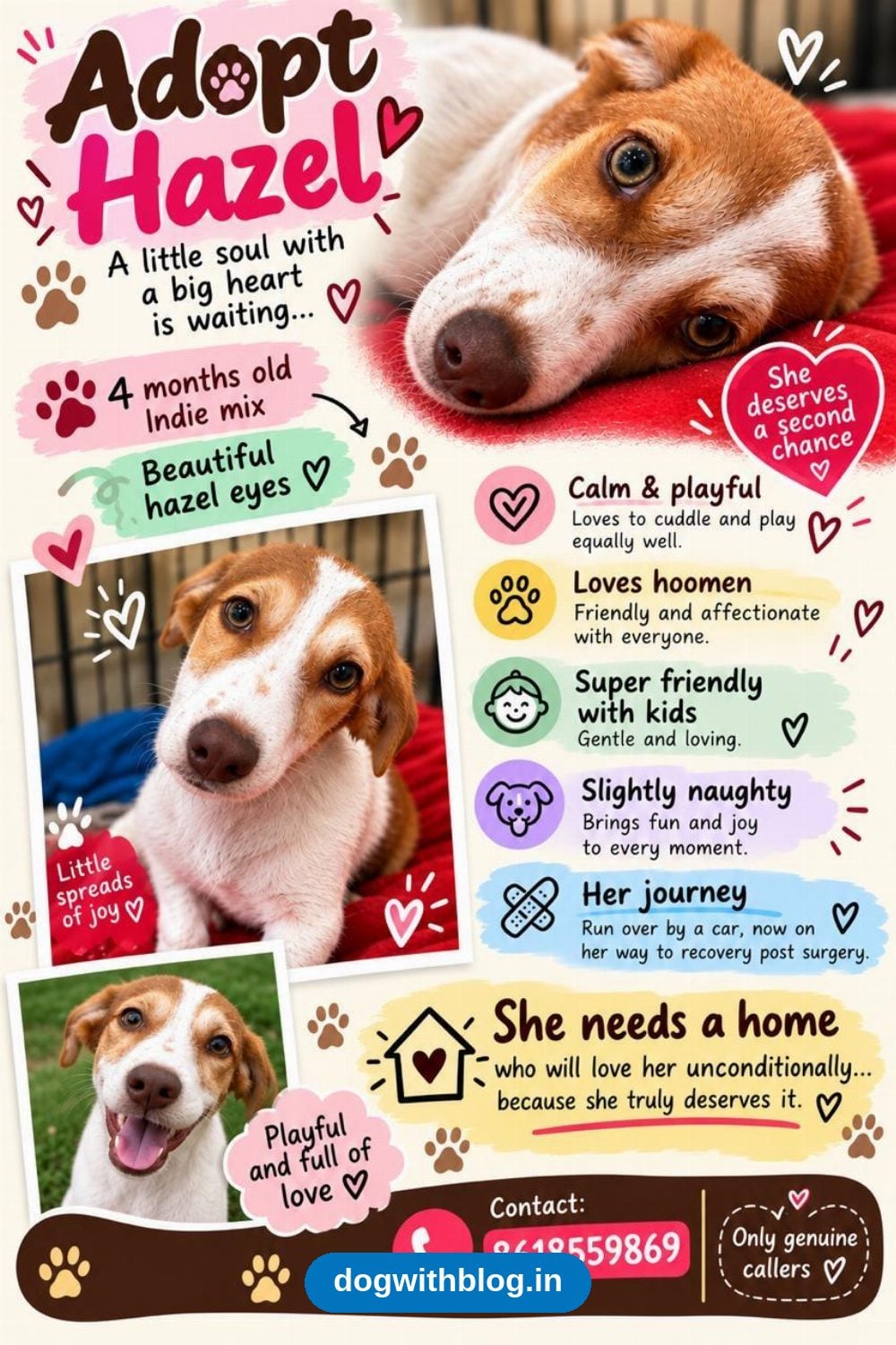 Hazel, a Four-Month-Old Indie Mix Recovering From an Accident, Needs a Home in Bengaluru