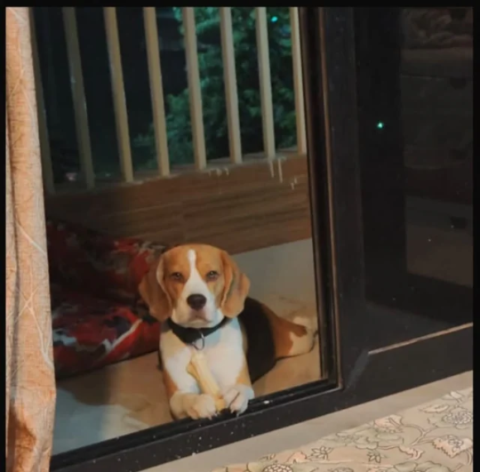 Dexter, a Vaccinated 2-Year-10-Month-Old Beagle, Needs a Home in Greater Kailash in Delhi NCR