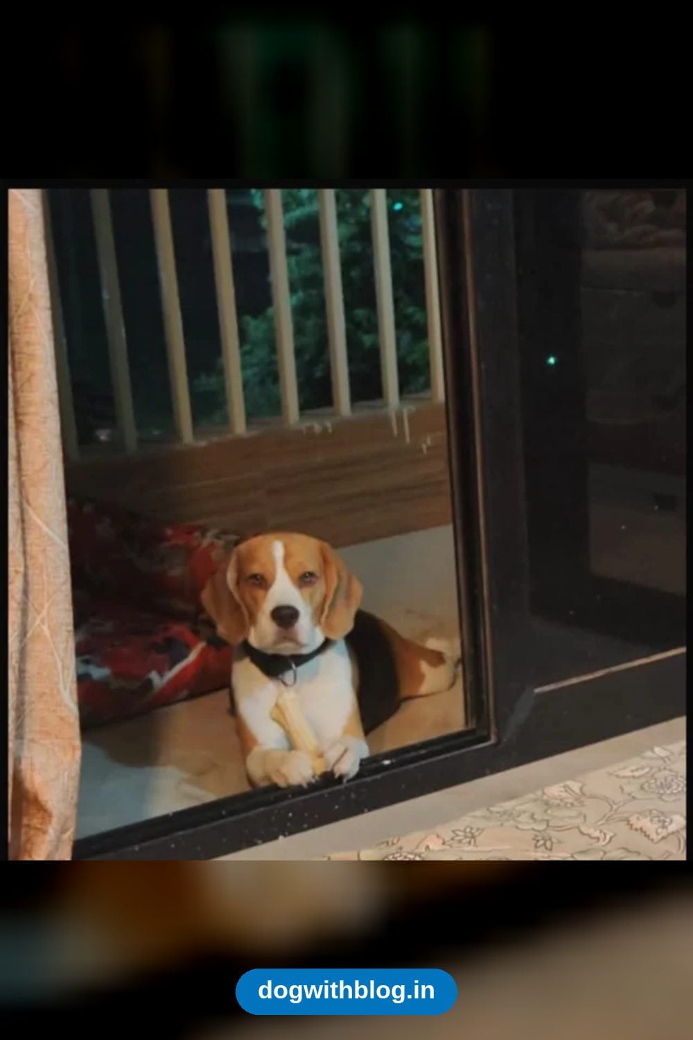 Dexter, a Vaccinated 2-Year-10-Month-Old Beagle, Needs a Home in Greater Kailash in Delhi NCR