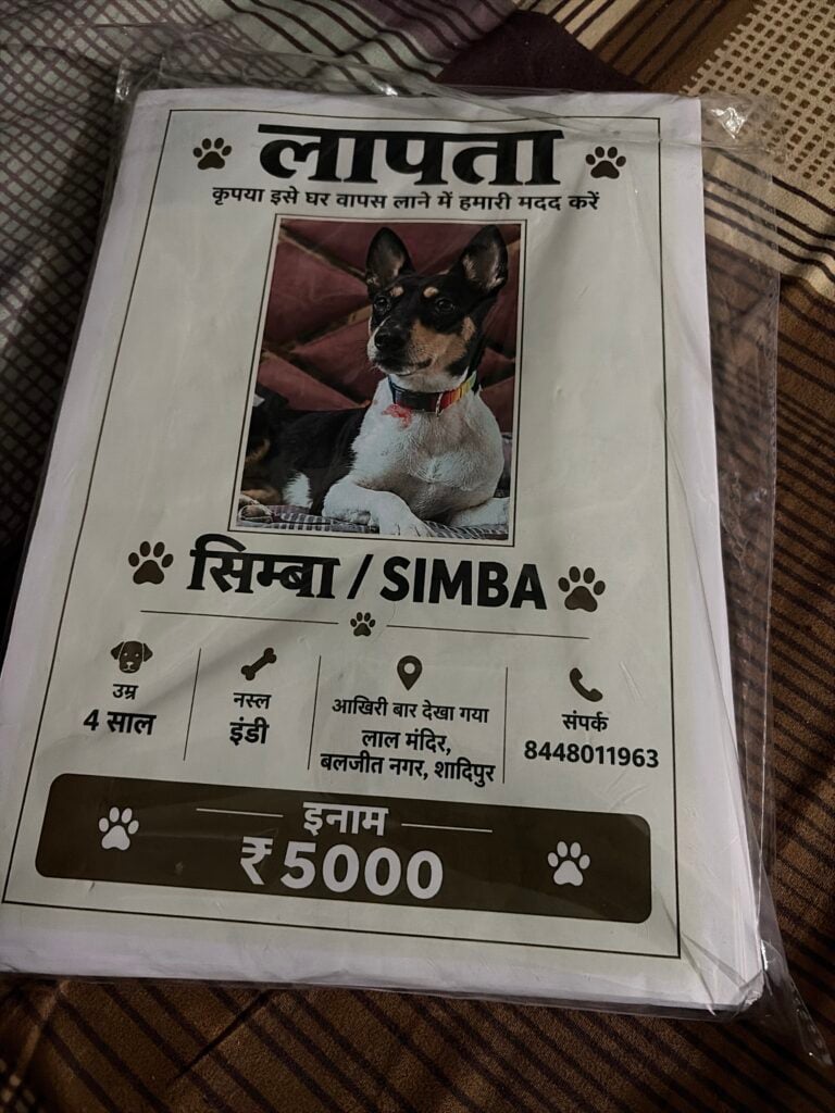 Lost dog Simba, last seen near Lal Mandir, West Patel Nagar, Delhi NCR