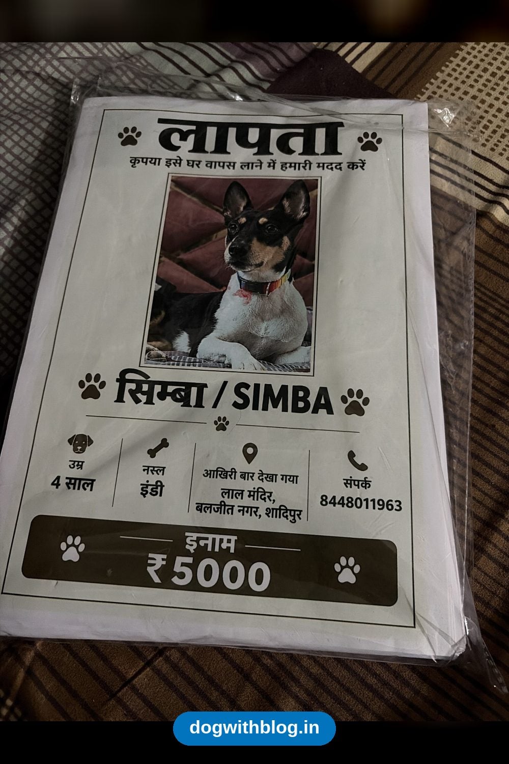 Lost Dog, Simba, Missing From Lal Mandir, West Patel Nagar Since 19 October in Delhi NCR