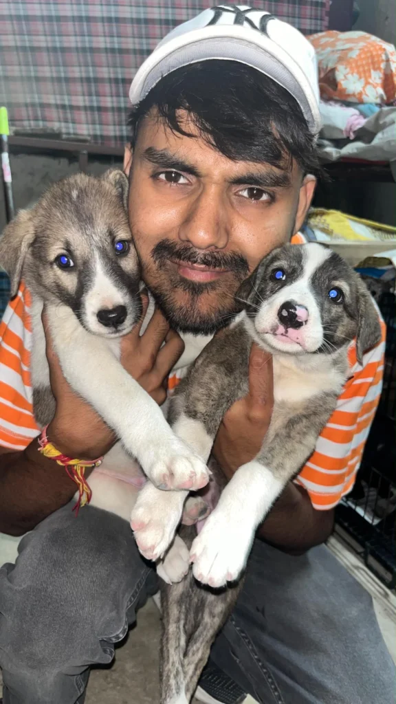 A man in a white cap and orange-striped shirt holding two grey-and-white puppies with blue eyes, one in each hand, in a small room.