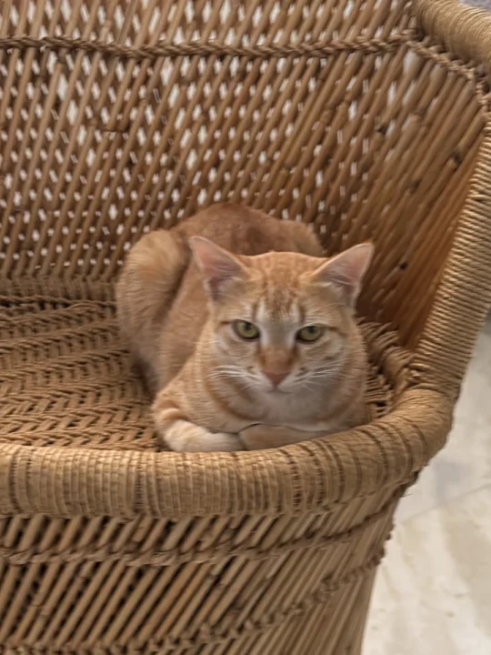 Simmy, a One-Year-Old Spayed Indie Cat, Needs a Home, adoptable cat in Bengaluru