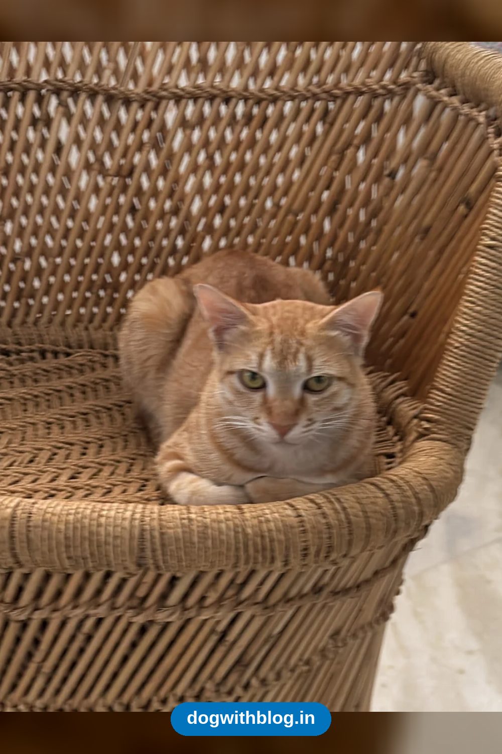 Simmy, a One-Year-Old Spayed Indie Cat, Needs a Home in Bengaluru
