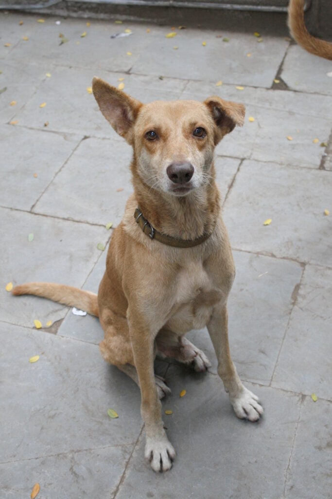 A pet Indian dog with a collar in Pune, ready for one of the pet-friendly cafes in Pune